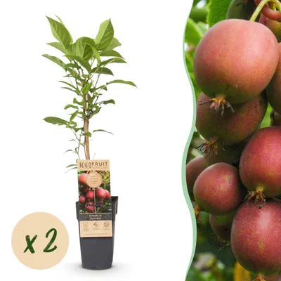 Produktbild von Actinidia deliciosa Ken,s Red - Kiwi Pflanze - Weiblich - Rote Früchte - 2 Pflanzen - 40-50cm - Ø15cm - Gartenpflanze