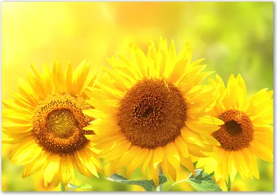Produktbild von Tulup® Glas-Bild - 100 x 70 - Wandbild aus Glas - Wandkunst - Wandbild hinter gehärtetem Sicherheitsglas - Blumen & Pflanzen - Sonnenblumen - Gelb