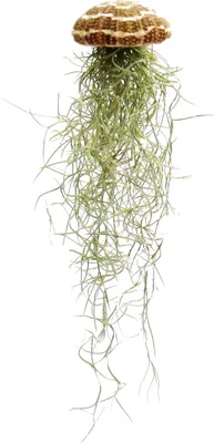 Image de Modern Tillandsia Arrangment - Tillandsia sur oursin - grand Tillandsia usneoides