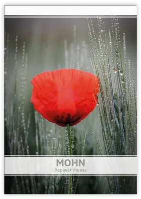 Artikelbild 1 von 'Mohn für Werbezwecke' aus der Kategorie Anlässe