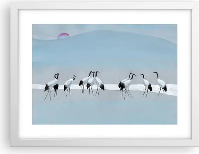 Produktbild von Gerahmtes Poster - Weißer Rahmen - Vögel Kraniche Natur - 40x30 cm - Wand Bild - Wanddeko - Wandbilder - Kunstposter - Wandposter - Bilderrahmen - Bilder - Kunstdruck - P2WAA40x30-4921