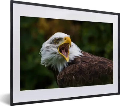 Produktbild von MuchoWow® MuchoWow® Gerahmtes Poster Ein krächzender Weißkopfseeadler 40x30 cm - Poster mit zchwarzem Bilderrahmen - Bilderrahmen - Poster im Rahmen
