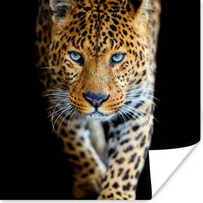 Produktbild von MuchoWow® Poster Leopard - Tiere - Porträt - Wildtiere - Schwarz 100x100 cm - Babyzimmer