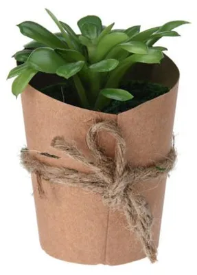Immagine prodotto di Succulenta in vaso naturale, variante B