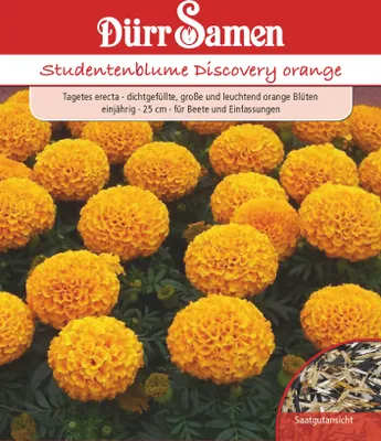 Artikelbild 1 von 'Studentenblume Discovery orange' aus der Kategorie Studentenblumensamen