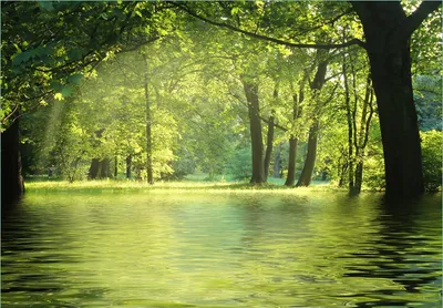Produktbild von Wallario Fototapete Vliestapete, seidenmatte Oberfläche, einfache Verarbeitung, Größe 300 x 210 cm, Motiv Idyllischer See im Wald bei Sonnenschein