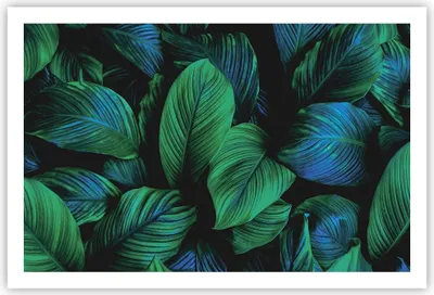 Produktbild von Poster - Poster ohne Rahmen - Blätter Pflanzen Exotik - 91,5x61 cm - Wand Bild - Wanddeko - Wandbilder - Kunstposter - Wandposter - Bilder - Kunstdruck - Wanddekoration - Wandbild - P2XAA91x61-5066