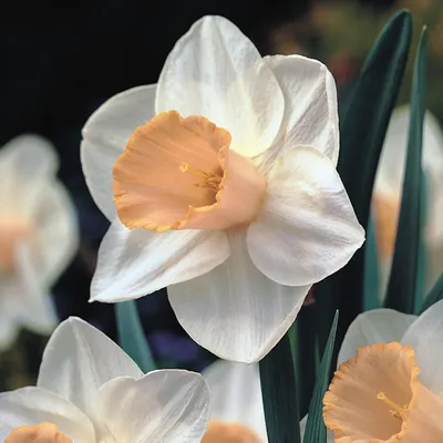 Image de Narcisses Bulbes Fleurs Narcisse trompette Salomé 12/14 5 pcs.