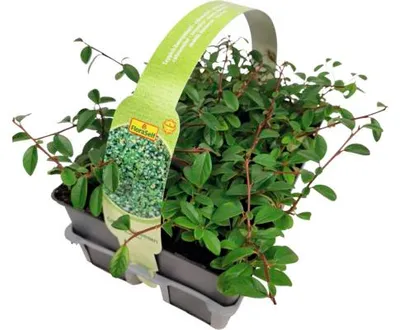 Obrázek produktu pro Skalník Dammerův FloraSelf Cotoneaster dammeri radicans balení 6 ks