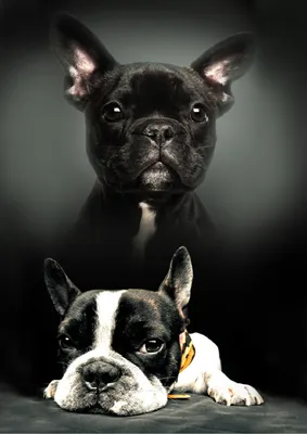 A collage of two French Bulldogs, one black and one black and white, against a dark background.