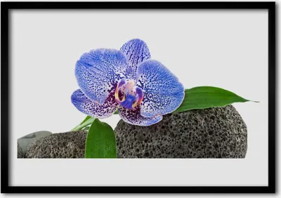 Produktbild von Bild 100x70 MDF-Rahmen Wandkunst Natur Blume Pflanze