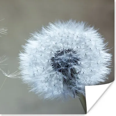 Produktbild von MuchoWow® Poster Löwenzahn - Blume - Pflanze 75x75 cm - Wand Dekoration