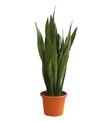 Produktbild von Dehner Bogenhanf, Teufelszunge Sansevieria zeylanica, panaschierte Blätter, ca. 90-100 cm, Ø Topf 30 cm, Zimmerpflanze