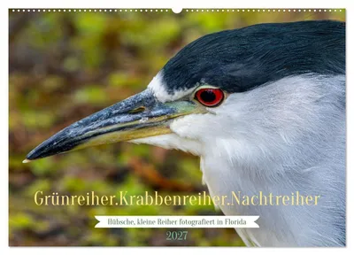 Produktbild von Grünreiher - Krabbenreiher - Nachtreiher (Wandkalender 2027 DIN A2 quer), CALVENDO Monatskalender