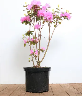 Produktbild von Rhododendron carolinianum 'P.J.Mezitt', rosa Blüten, 30–40 cm