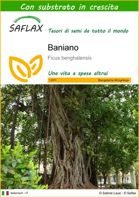 Immagine prodotto di SAFLAX  - Baniano - 20 semi - Con substrato - Ficus