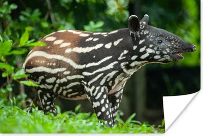 Produktbild von MuchoWow® Poster Junger Tapir im Dschungel 60x40 cm - Schlafzimmerdekoration