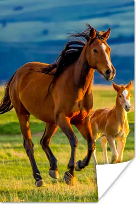 Produktbild von MuchoWow® Poster Pferde - Gras - Tiere - Landschaft - Natur 40x60 cm - Plakate für die Wand - Poster Babyzimmer