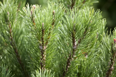Produktbild von Pinus mugo 'Carsten's Wintergold', Bergkiefer, goldgelb, 25–30 cm