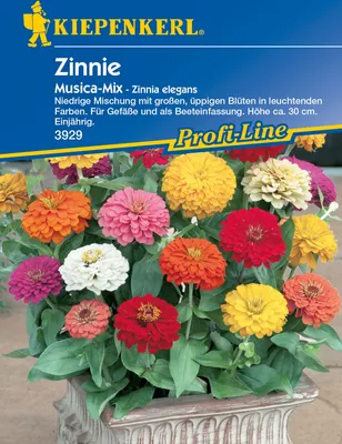 Produktbild von Zinnie Musica | Zinniensamen von Kiepenkerl