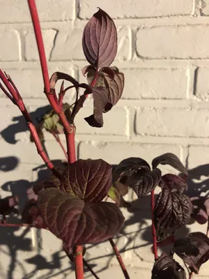 Produktbild von Cornus Alba 'Sibirica' - Weiber Hartriegel 60-80 cm Container FELRODE TAKES im Winter