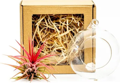 Obrázek produktu pro Gardners Aerárium s Tillandsií Ionantha red v dárkovém balení