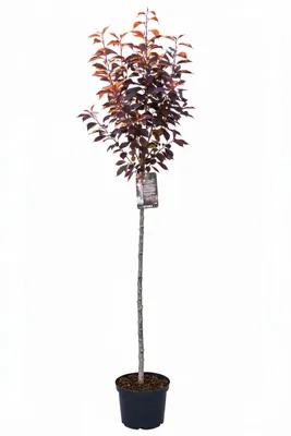 Produktbild von Prunus serrulata ‘Royal Burgundy’ – Japanische Nelkenkirsche Stämmchen – 180–190 cm Gesamthöhe – rotlaubige Zierkirsche
