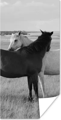 Produktbild von MuchoWow® Poster Pferde - Tiere - Porträt - Schwarz-Weiß - Landleben 20x40 cm - Plakat - Foto