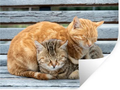 Produktbild von MuchoWow® - Faltenfrei