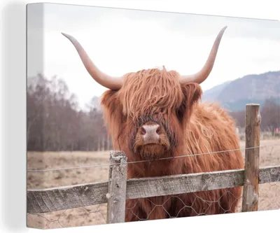 Produktbild von OneMillionCanvasses® - Leinwandbilder - 140x90 cm, Scottish Hochlandrind - Gras - Zaun, Wandbilder Wohnzimmer Hochland Rind - Tier Wanddekoration - Hochland Rind - Kuh - Gemälde auf Holzrahmen