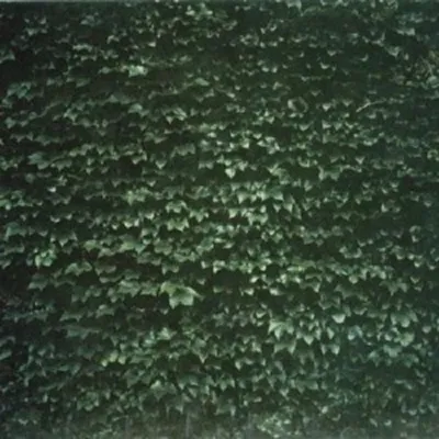 Produktbild von Tarentel-The Order Of Things