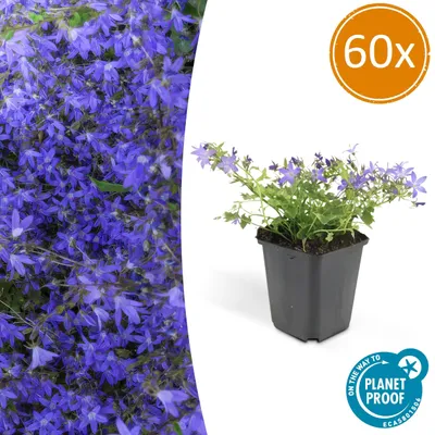 Obrázok produktu pre Trvalka do skalky - Campanula poscharskyana 'Stella' - Kvetináč 9 cm - sada 60 rastlín