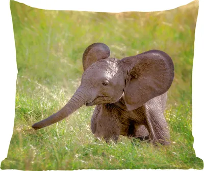 Produktbild von MuchoWow® Zierkissen Sofakissen Wohnzimmer Dekokissen 60x60 cm Elefant - Baby - Kalb - Sitzfläche - Foto Polster