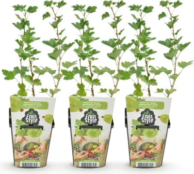 Produktbild von GreenboutiQ - Obstpflanzen - Stachelbeere - Ribes uva-crispa Hinnonmaki Grün - Winterhart - 3 Pflanzen - Topf 9 cm - Grüne Beere