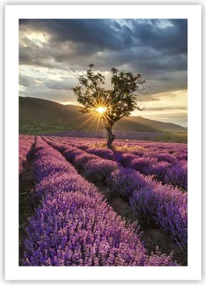 Produktbild von Poster - Poster ohne Rahmen - Lavendel Berge Feld - 50x70 cm - Wand Bild - Wanddeko - Wandbilder - Kunstposter - Wandposter - Bilder - Kunstdruck - Wanddekoration - Wandbild - P2XPA50x70-3645