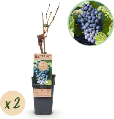 Produktbild von Weinrebe – Blaue Traube – Vitis vinifera Regent – Obstpflanze – 2 Pflanzen – 15cm – Höhe ca. 50cm