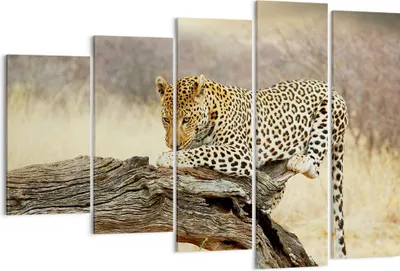 Produktbild von Bild auf Leinwand - Leinwandbild - Afrika Leopard Katze Safari - 150x100cm - Wand Bild - Wanddeko - Leinwanddruck - Bilder - Kunstdruck - Wanddekoration - Leinwand bilder - Wandkunst - EG150x100-2599