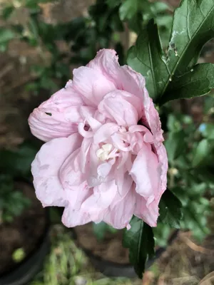 Produktbild von Hibiscus syriacus 'Pink Chiffon' - Garteneibisch 40-60 cm Container