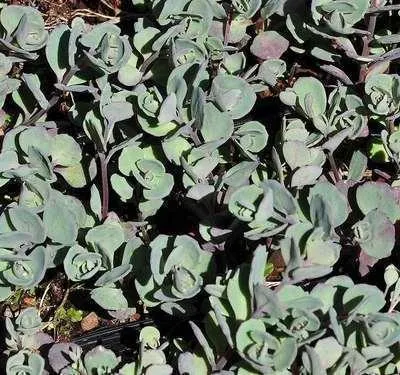Immagine prodotto di 6 x Sedum cauticola 'Lidakense' - foglia grassa - vaso 9 x 9 cm