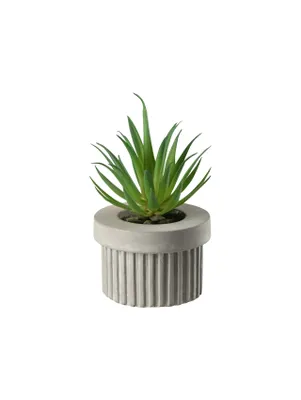 Produktbild von ASA Sukkulente VI, grün DEKO D. 7 cm, im grauen Betontopf 66245444 /Abverkauf nur solange Vorrat reicht