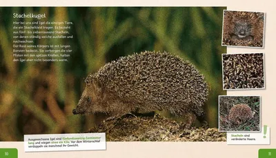 Zdjęcie produktu dla Meine große Tierbibliothek: Der Igel