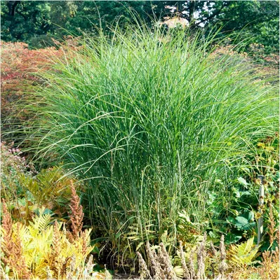 Produktbild von Stauden Gänge 10 x Miscanthus sinensis 'Gracillimus Nana' im 1 Liter Topf - Kleines Chinaschilf - Kompakte Eleganz für stilvolle Akzente
