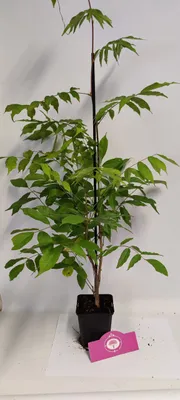 Produktbild von Set mit 2 chinesischen Glyzinien – Wisteria sinensis – Höhe 50 cm – 9 cm Topf