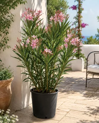 Productafbeelding van Nerium Oleander 'Salmone Semplice', ongeveer 80 cm hoog – Rozenkrans met zalmkleurige bloemen, een mediterrane plant voor potten met een overvloed aan bloemen