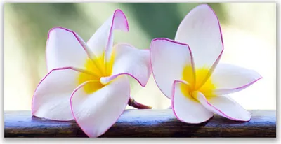Produktbild von Glasbilder 120x60 Wandbild Druck auf Glas Blumen Pflanzen