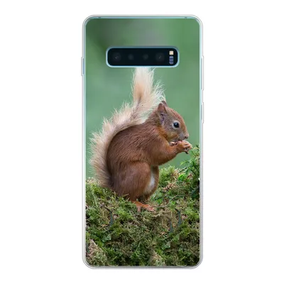 Produktbild von MuchoWow® Handyhülle Schutzhülle Hülle für Samsung Galaxy S10 Lite Eichhörnchen - Wald - Moos Silikon Softcase Handy Hülle - Schutz
