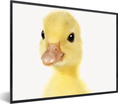 Produktbild von MuchoWow® Gerahmtes Poster Ente - Küken - Süß - Kinder - Mädchen - Jungen 80x60 cm - Poster mit Schwarzem Bilderrahmen Wandposter Rahmen Foto Bilder - Schwarzem - Mit Gestell