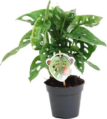 Zdjęcie produktu dla Monstera Obliqua Monkey Leaf Ø12 cm ↕25 cm Roślina pnąca Roślina doniczkowa