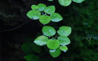 Produktbild von Aquarium Pflanze Limnobium laevigatum Tropica Nr.063 TC in Vitro