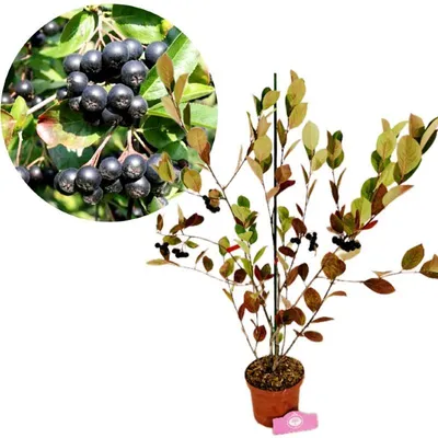 A potted Aronia prunifolia 'Nero' plant with berries, shown with a close-up inset of the berries.